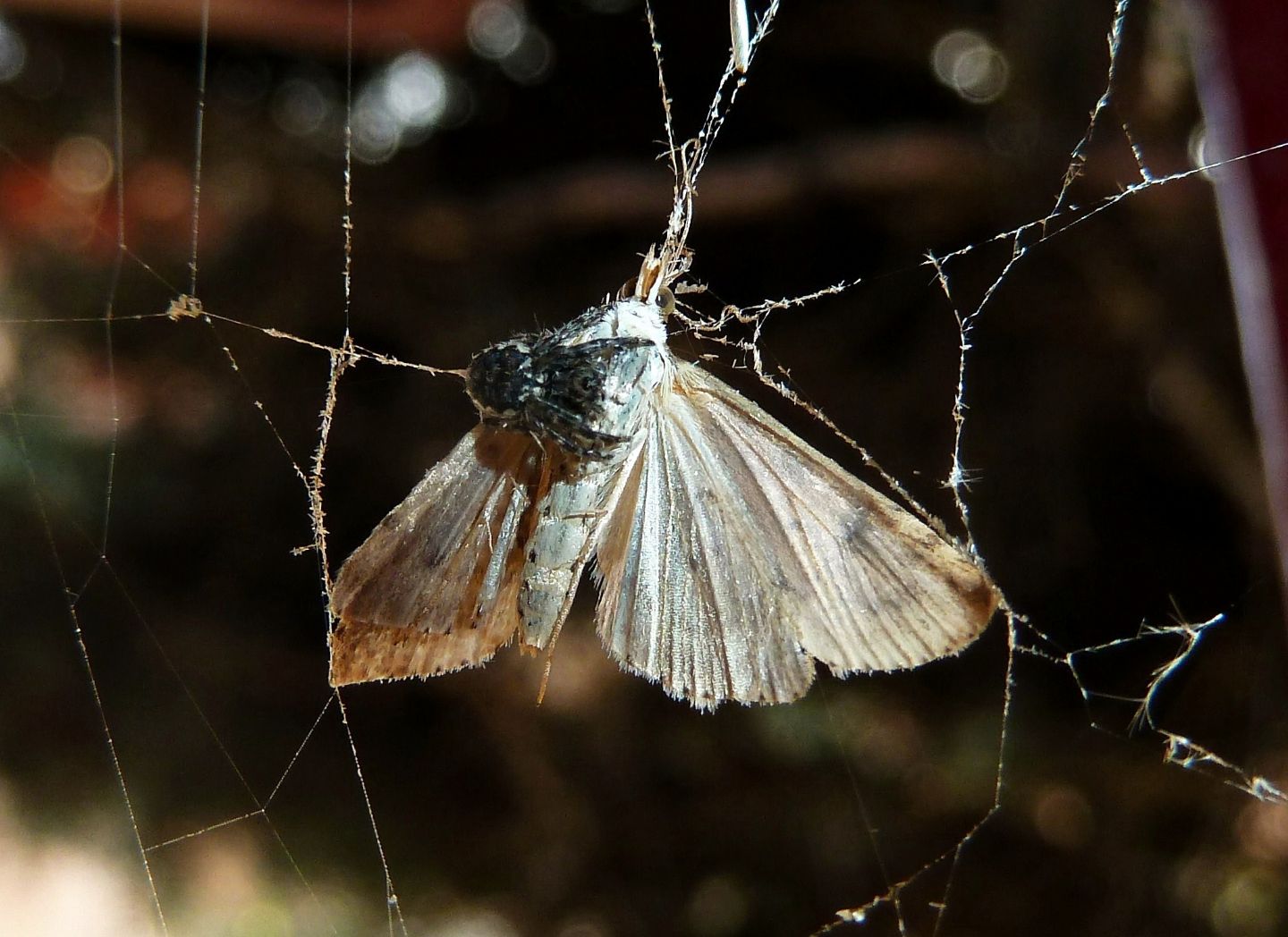 Predazione Nuctenea sp. - Cassano Magnago (VA)